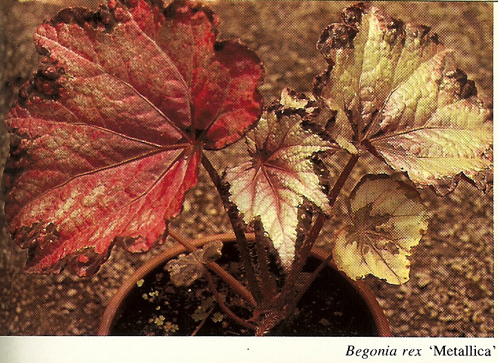 B. ‘Metallica’